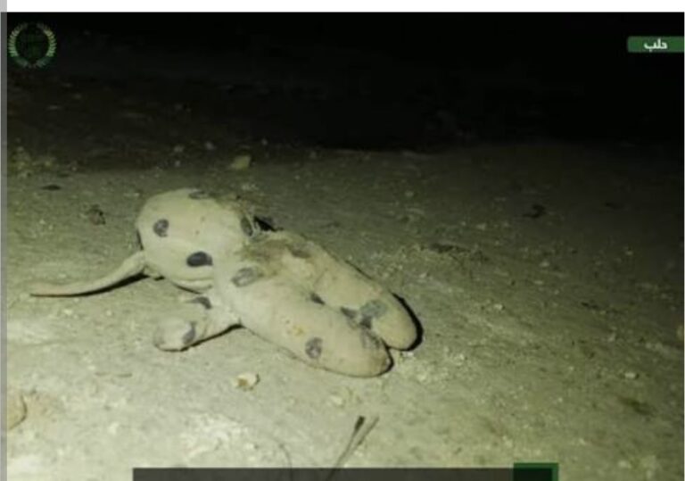 Screenshot_2026-01-07-07-36-46-506_com.android.chrome-edit